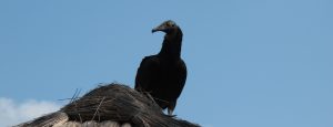 Rabengeier, Black Vulture, Cave Cenote